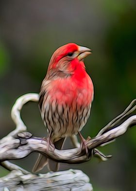 House Finch