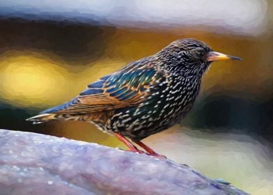 Starling