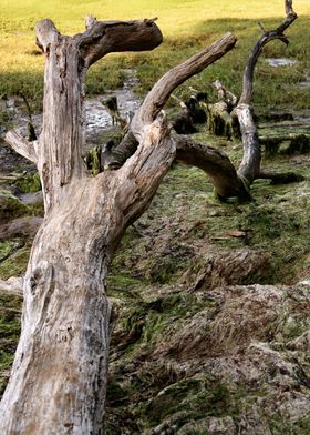 Driftwood