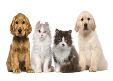 Dogs Cats White background