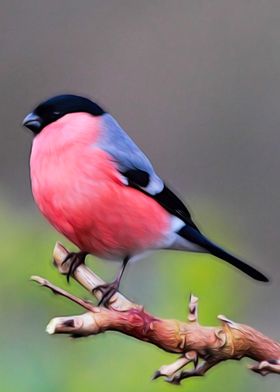 Eurasian Bullfinch