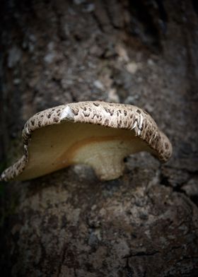 Tree Fungus