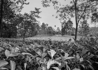 Tea plantation Uganda