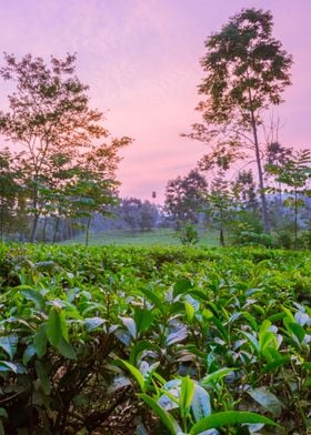 Tea plantation Uganda