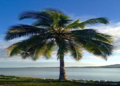 Palm tree by the ocean 