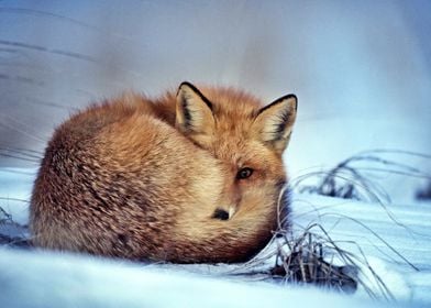 Fox In Winter