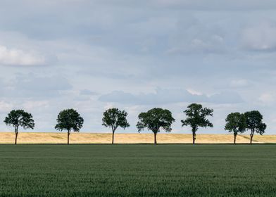 Tree line