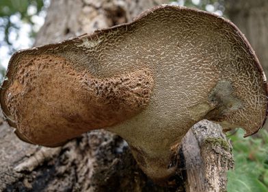 Tree Fungus