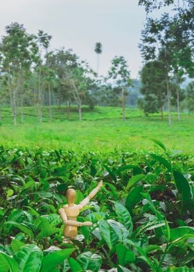 Tea plantation Uganda