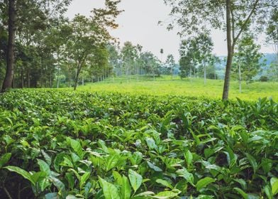 Tea plantation Uganda