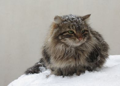 Cats Snow Fluffy 