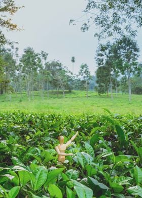 Tea plantation Uganda