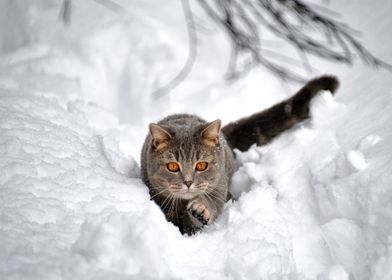 Cats Snow Grey