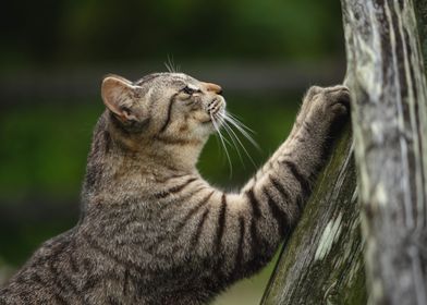 Cats Paws Bokeh