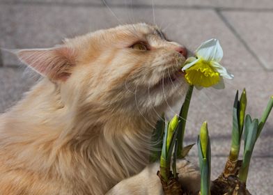 Cats Daffodils Snout 