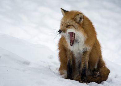 Animal Fox