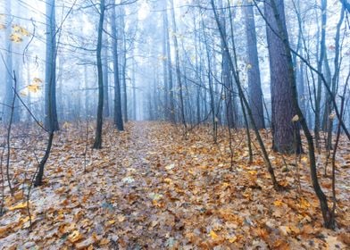 Autumn Landscape Poland Na