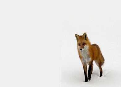 Animal Fox