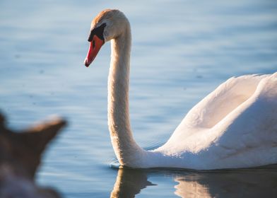 Mute swan