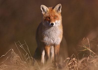 Animal Fox