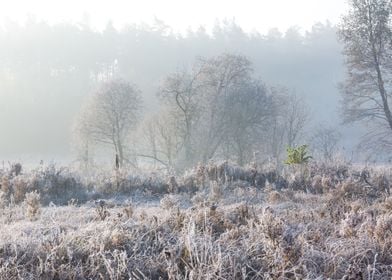 Frosty Frost Rural Season 