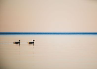 Ducks on a calm lake