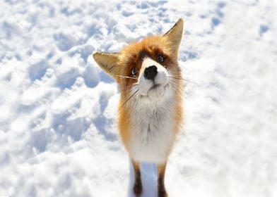 Animal Fox