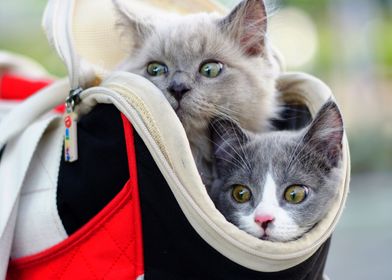 Cats Handbag Two Head Snou