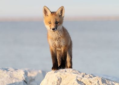 Animal Fox