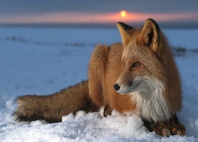 Animal Fox