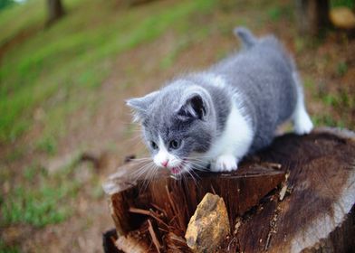 Cats Kittens Tree stump Bo