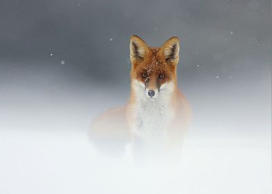 Animal Fox