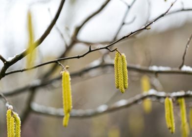 Birch Tree Blooming Bud Sp