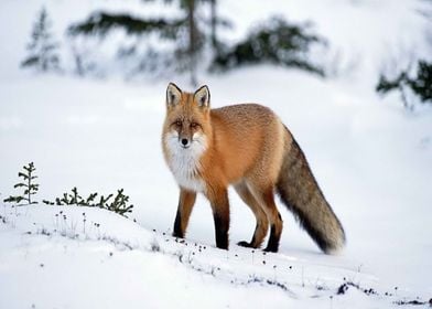 Animal Fox