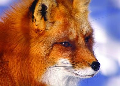 Animal Fox