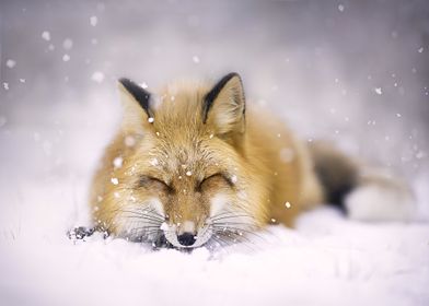 Animal Fox