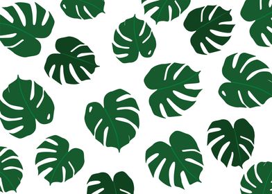 Monstera Leaves