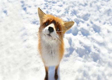 Animal Fox