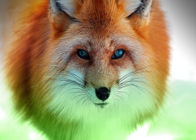 Animal Fox