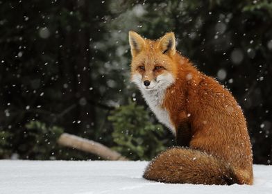 Animal Fox