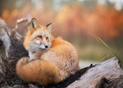 Animal Fox