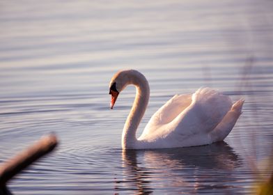 Swan