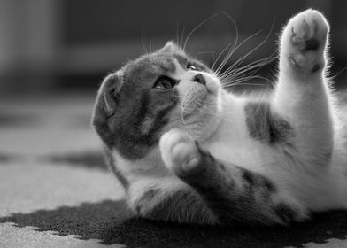 Cats Scottish Fold Paws Bl