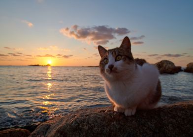 Cats Sunrises and sunsets 