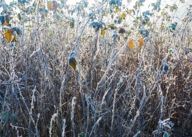 Winter Cold Ice Nature Bra