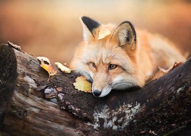 Animal Fox