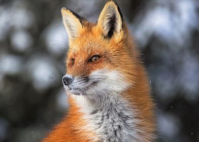 Animal Fox