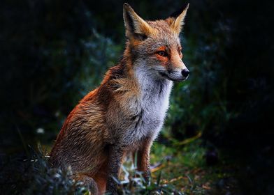 Animal Fox