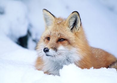 Animal Fox