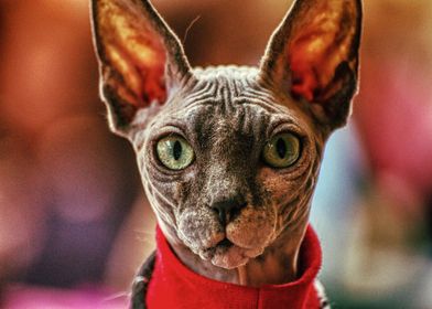 Cats Sphynx cat Head Snout